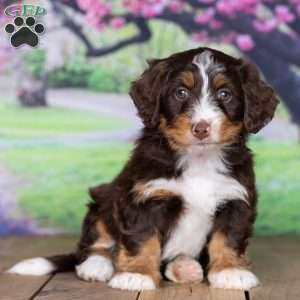kaite, Mini Bernedoodle Puppy